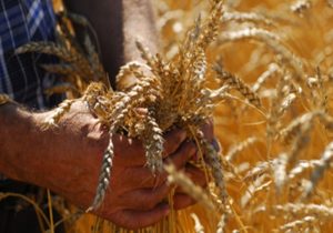 2015 год для российского зернового рынка является годом возможностей