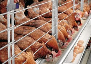 Ярославская область остается в числе лидеров по производству продукции птицеводства