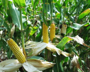 В Америке придумали сенсорные браслеты для кукурузы