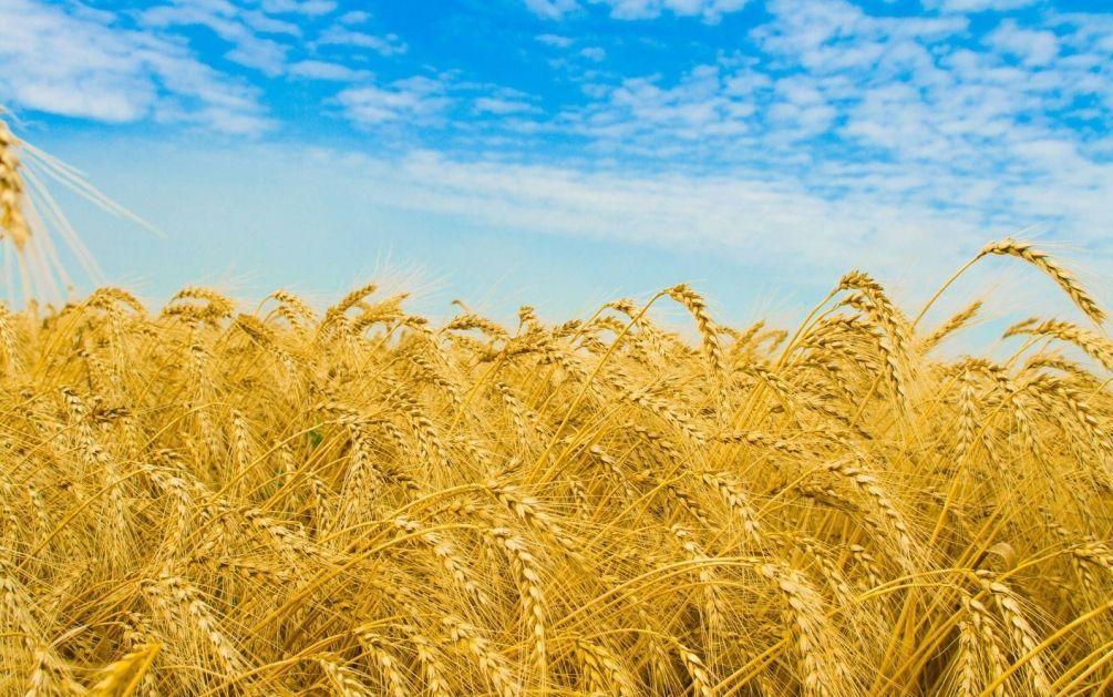 Египет не принимает российскую пшеницу