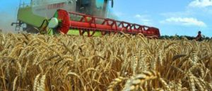 Самый высокий индекс сельхозпроизводства в России по итогам прошлого года – в Томской области