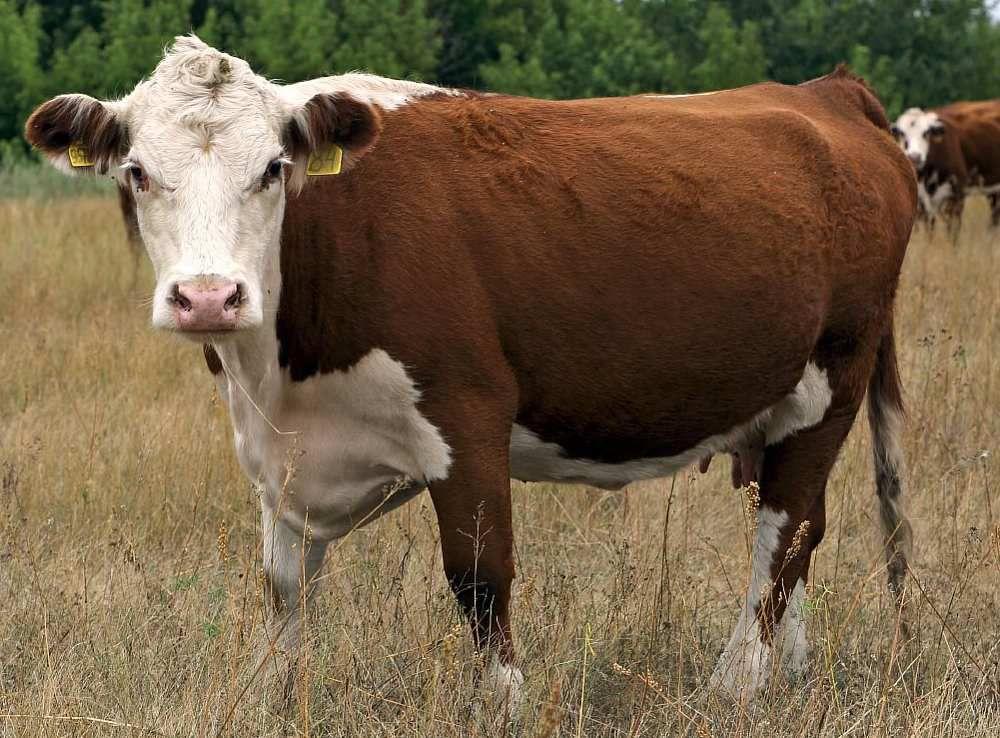 Породы коров: популярные и незаслуженно забытые