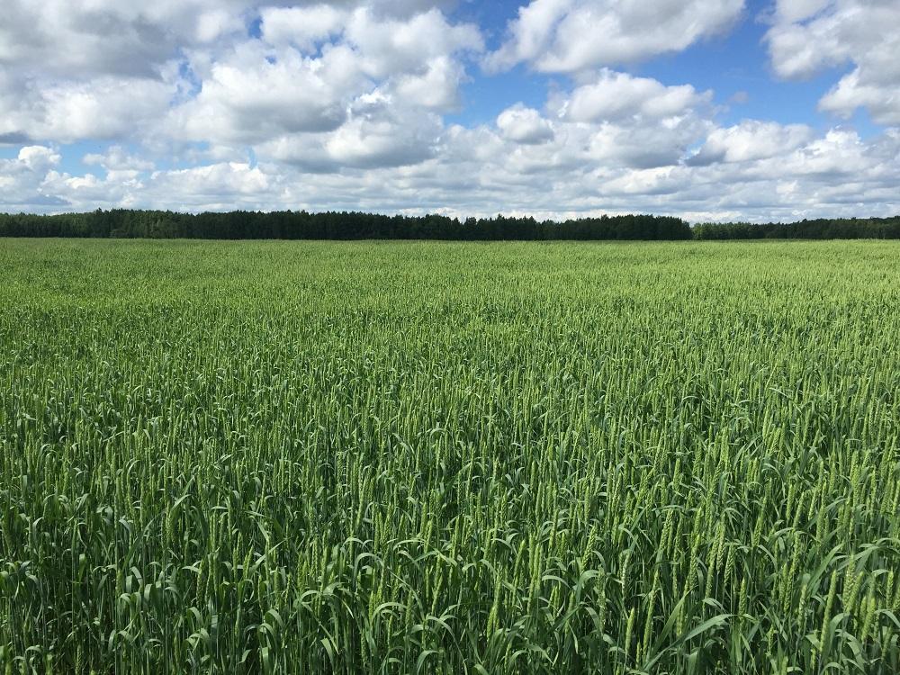 Влияние предшественников на урожайность сортов озимой пшеницы на южных черноземах Волгоградской области