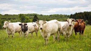Потребность в энергетическом питании у молочных коров красной степной породы с дополнительным обогащением кормовых добавок группы «Фелуцен»
