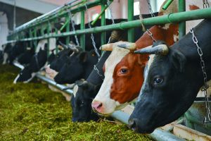 Молочное животноводство: породы и особенность содержания