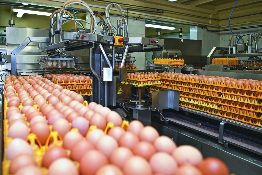 Ставропольские сельхозорганизации продемонстрировали 27-процентный рост производства яиц.