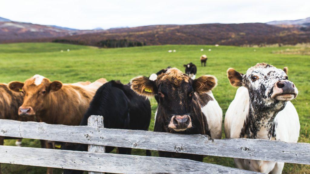 «АГРОФАРМ-2020» на ВДНХ: ведущие эксперты обсудят вопросы ветеринарного благополучия крупного и малого рогатого скота