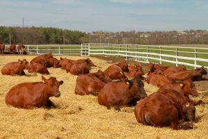 Разведение мясного КРС выгоднее молочного при наличии естественных пастбищ